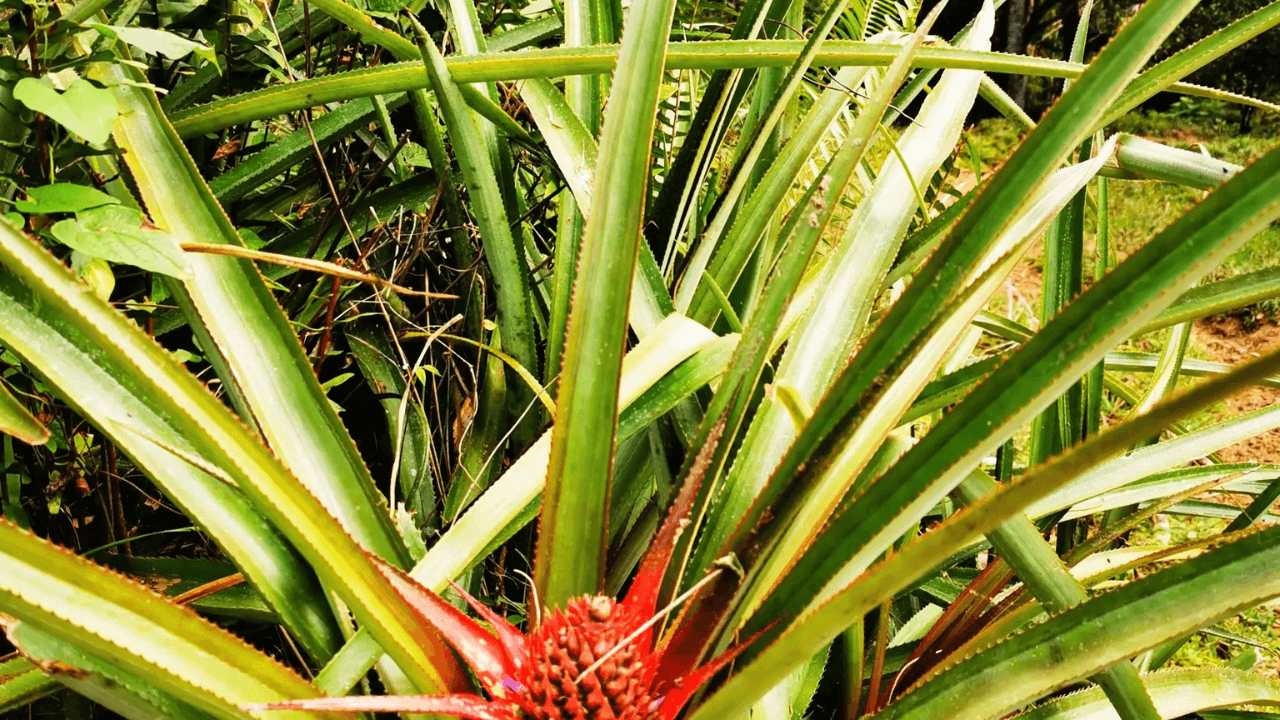 Puerto Plata Trekking - Experience of Nature and Folklore