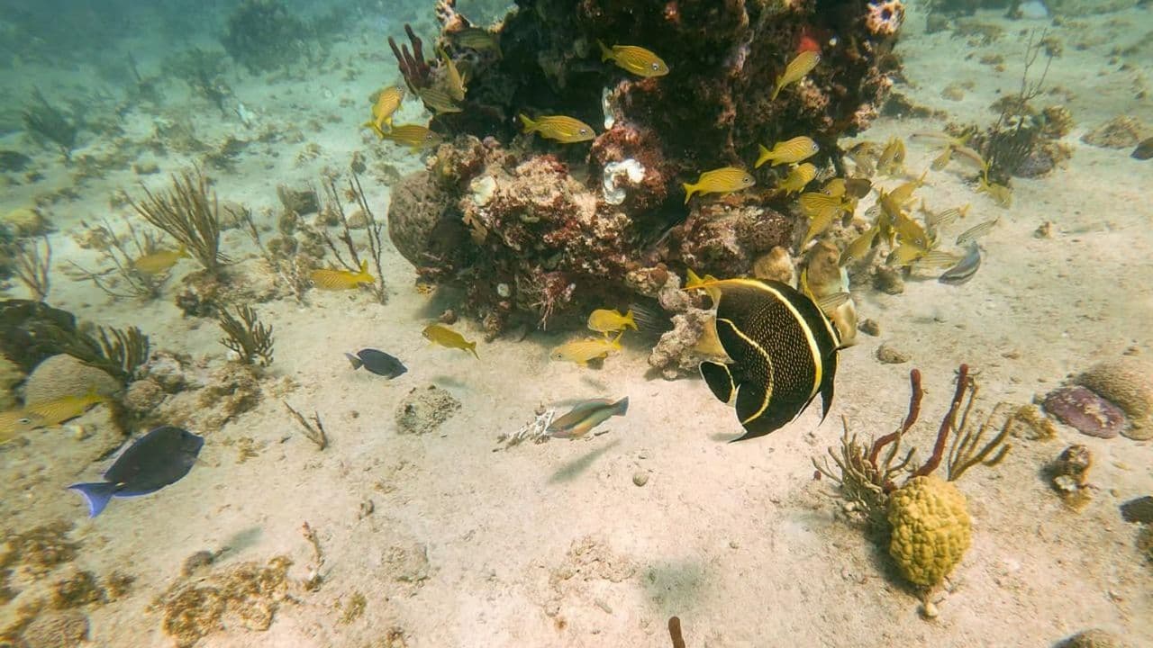 Punta Cana: Catalina Island With Snorkeling