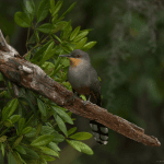 Private Birding Tours of the Dominican Republic