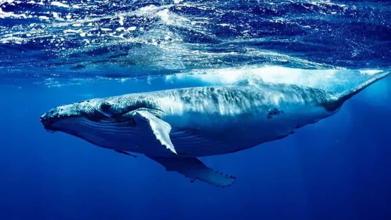Whale Watching Tour in Samana