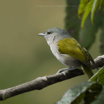Package Birding 7 Days “Bird Watching”