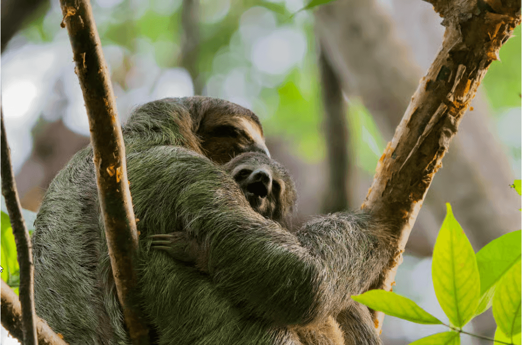 Manuel Antonio Park: Pěší prohlídka s průvodcem s přírodovědcem - Dominican Republic