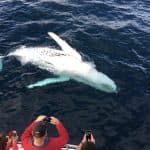 Samaná Whale Watching & Cayo Levantado (Bacardi Island) From Bayahibe