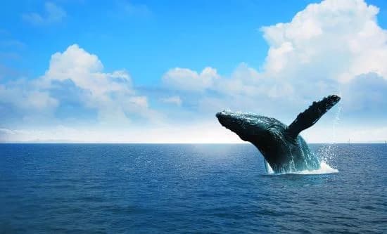 Whale Watching from Miches Hotels and Cayo Levantado (Bacardi Island)