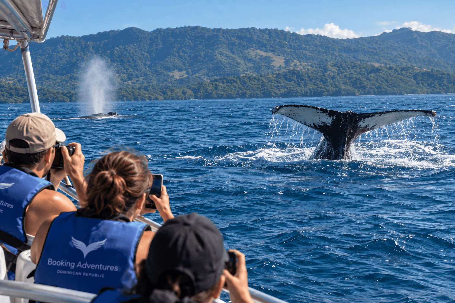 How Much Does Whale Watching in Samaná Cost? 2027 Prices & Tours