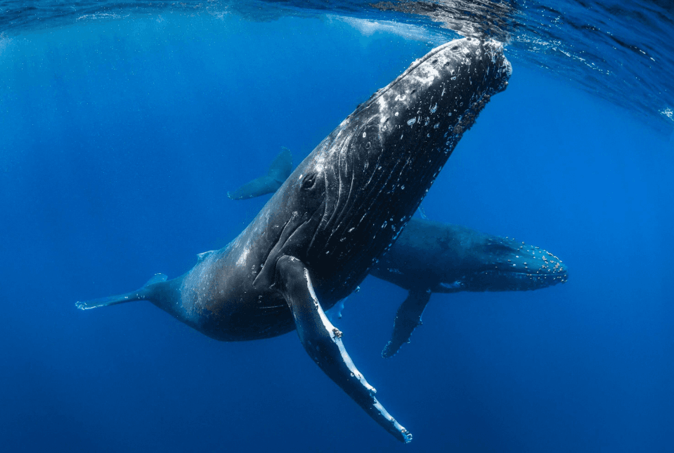 Cómo los científicos comparan las canciones de las ballenas jorobadas a lo largo de los años
