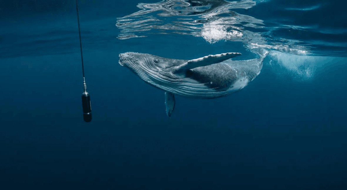 Monitoraggio del movimento delle megattere sott'acqua