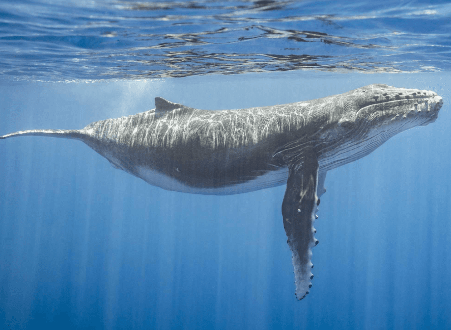 Cómo miden los científicos las tasas de repetición del canto de las ballenas jorobadas
