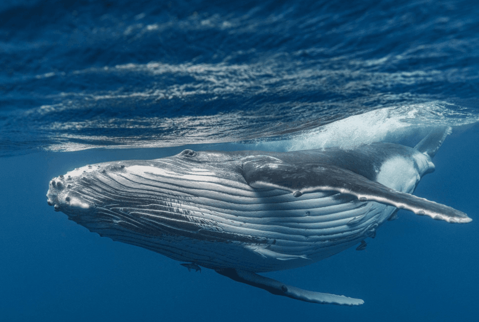 Come gli scienziati stimano l'età delle megattere