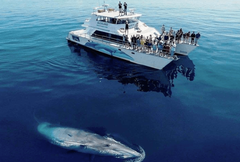 Colpi della coda delle megattere nella baia di Samaná: cosa sapere