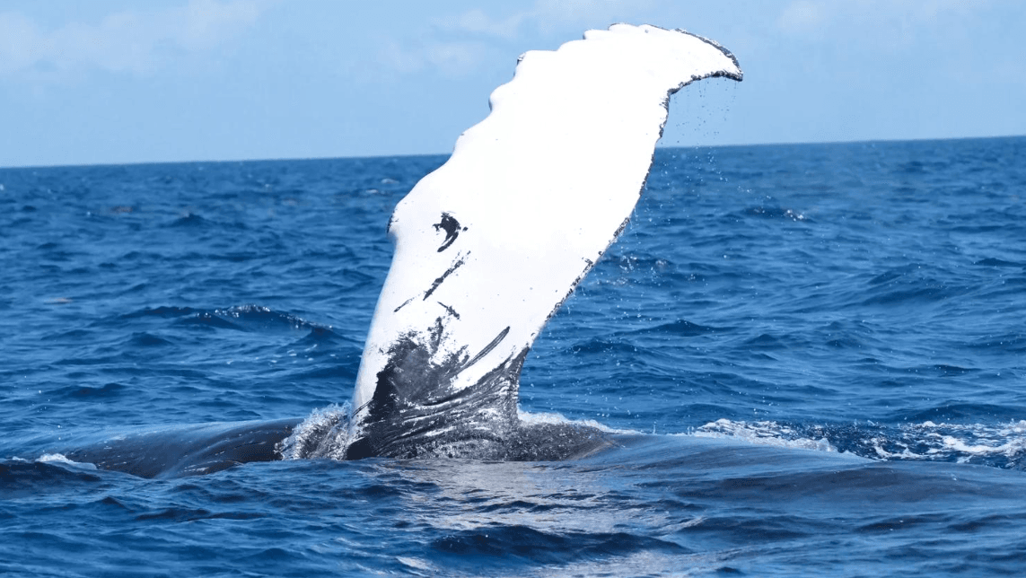 Avvistamento di balene o falso allarme? Guida alla Baia di Samana