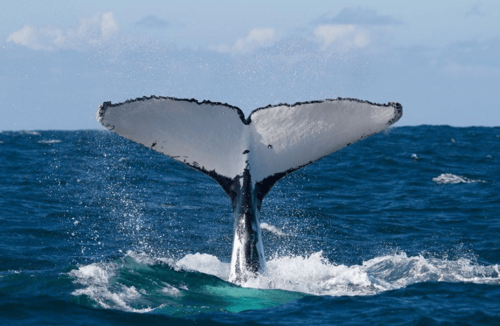 Come gli scienziati stimano l'età dei vitelli delle megattere a Samaná