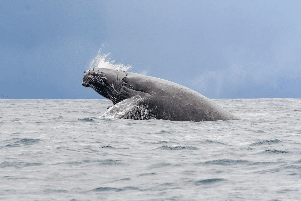 Come gli scienziati stimano il numero delle megattere nella baia di Samaná