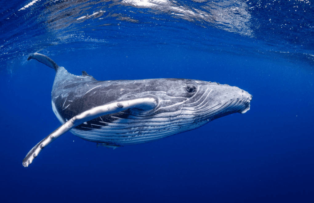 Cómo el ruido submarino afecta a las ballenas jorobadas