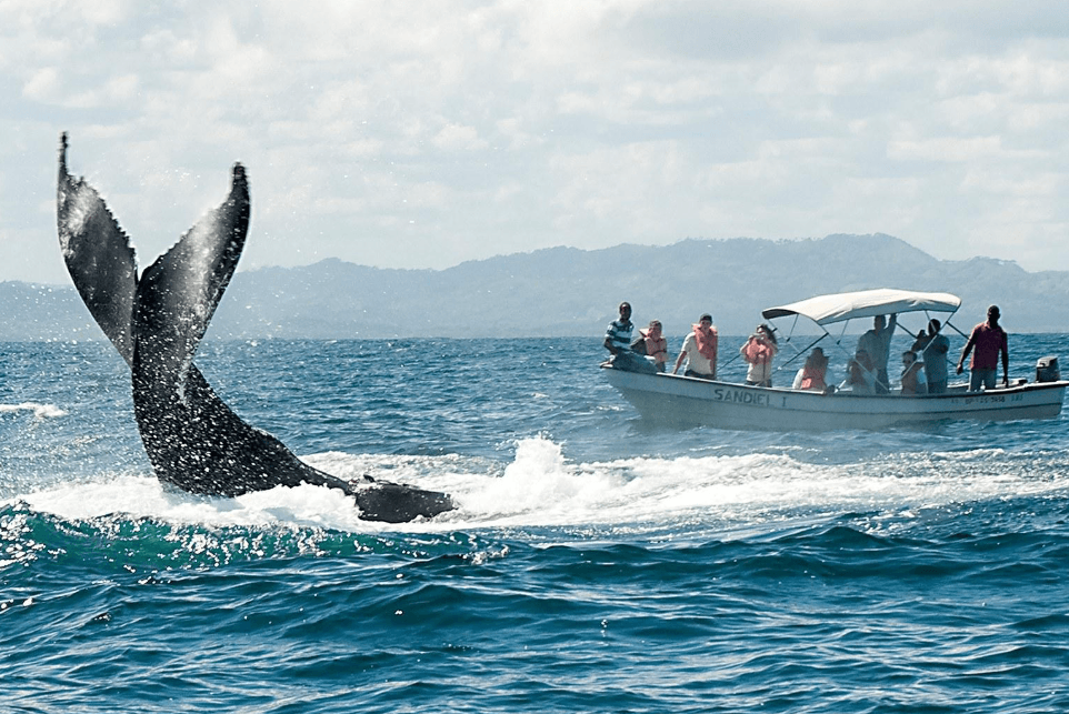 Perché le megattere emergono ad angolo nella baia di Samaná?