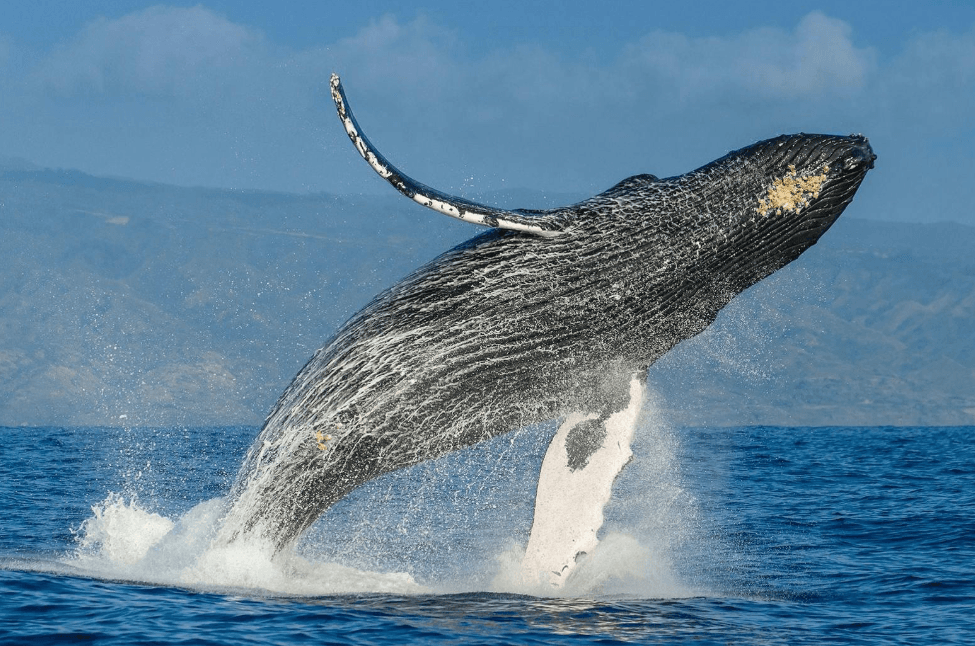 Come capire quando una megattera sta per immergersi