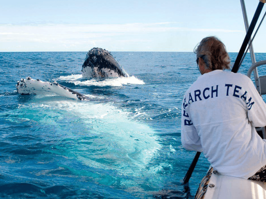 Perché le balene megattere hanno pieghe sulla gola? Una guida all'anatomia delle balene
