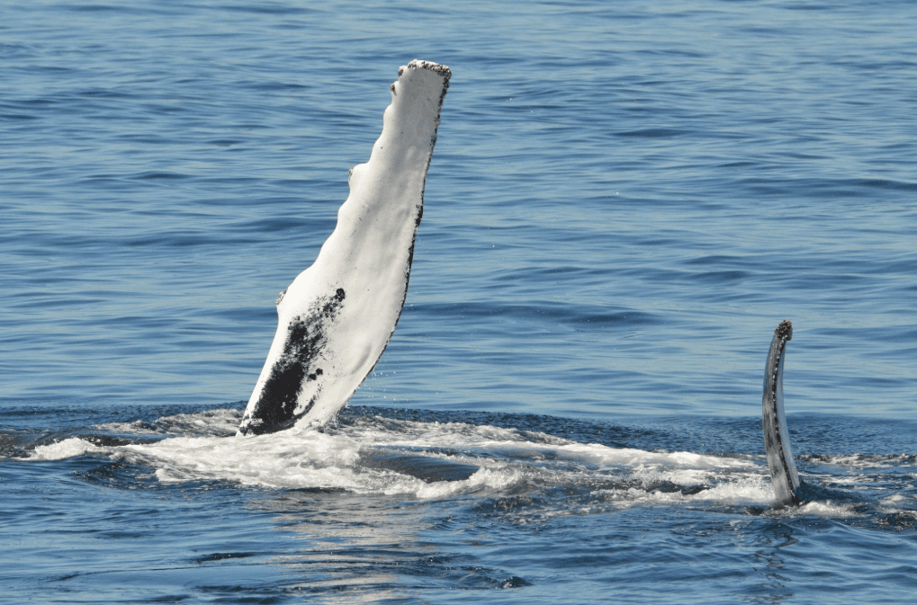 Come fotografare le megattere nella baia di Samaná